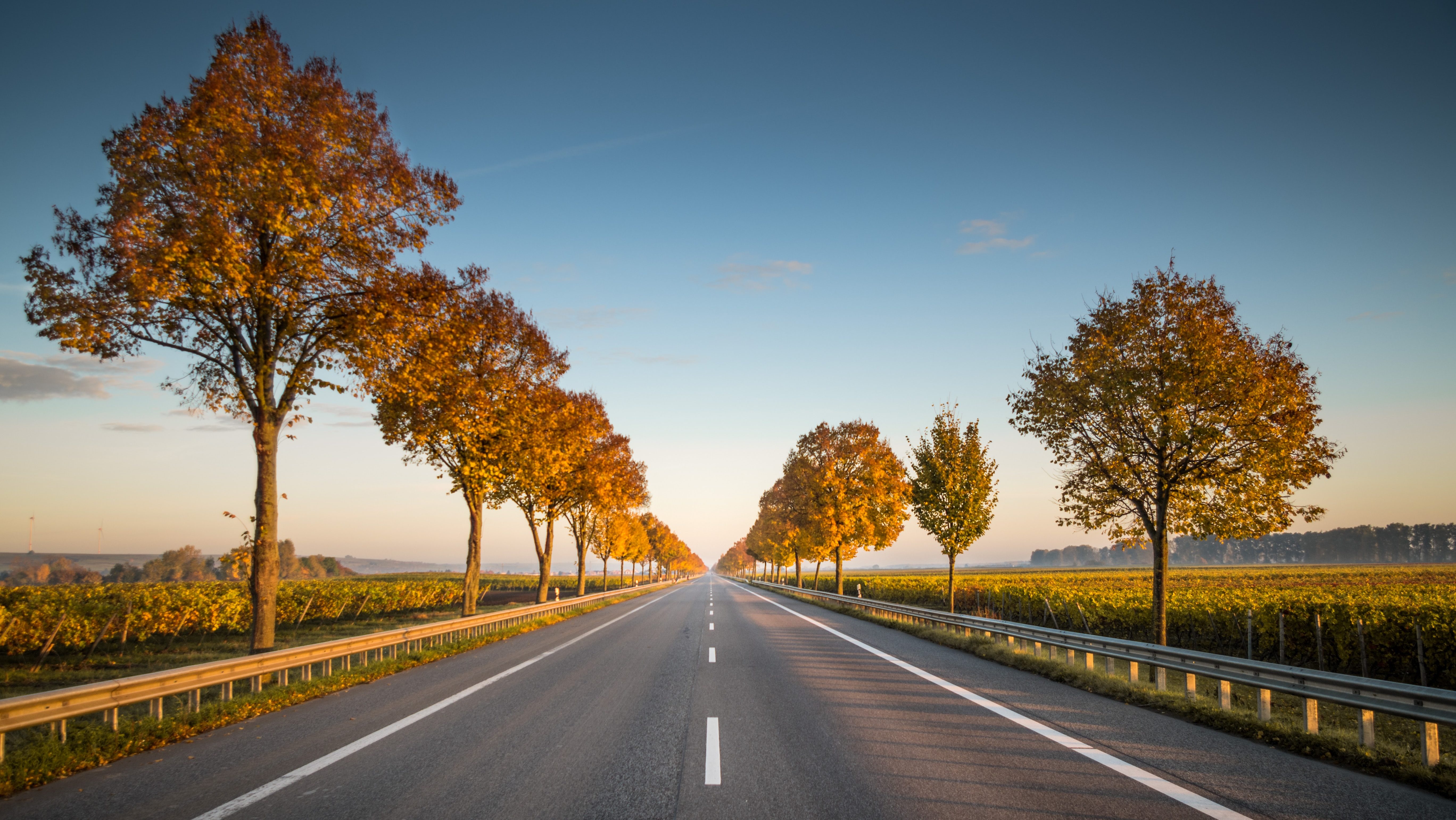 An image of an empty, straight roadway stretching forward. The road is bordered by deciduous trees lit by low, golden sunlight. Beyond the trees on both sides of the road are large, flat farm fields. The photo has.a sense of possibility, hope, and forward progress.